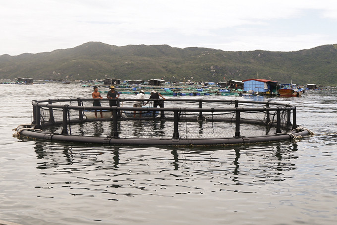 Người nuôi trồng thủy sản ở Vạn Ninh lắp đặt lồng tròn HDPE.