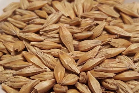 Tác dụng của hạt đại mạch với sức khỏe