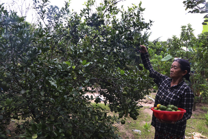Bà Nguyễn Thị Tùng thu hoạch trái cây trong vườn. 