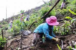 Toàn tỉnh Khánh Hòa trồng hơn 107,7ha rừng