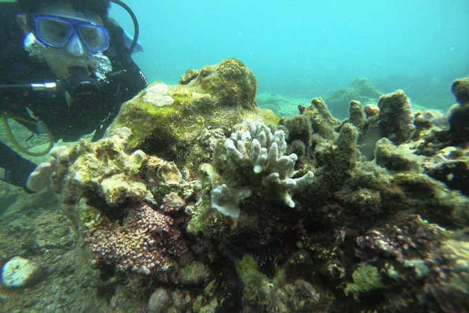 Thợ lặn kiểm tra san hô tại khu vực biển Hòn Mun.