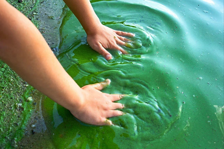  Các loại tảo là sinh vật sản xuất chính của hệ sinh thái đại dương. 