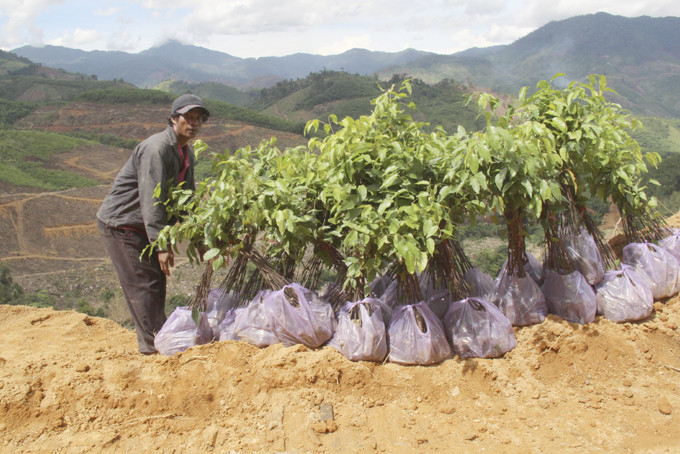 People in Khanh Thuong commune gather seedlings to plant forests.