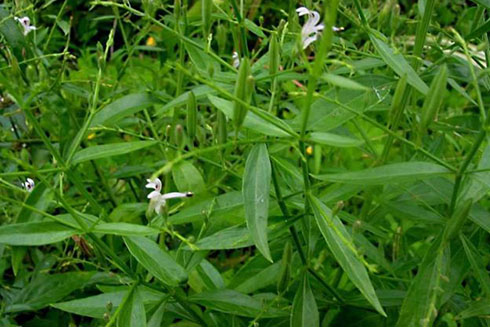 Bài thuốc trị ho từ xuyên tâm liên