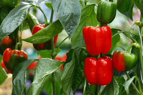 Trong Đông y, các loài ớt được sử dụng với cùng công dụng.