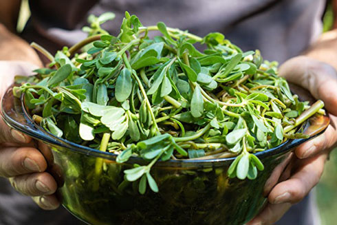 3 lợi ích của rau sam đối với đường huyết cao