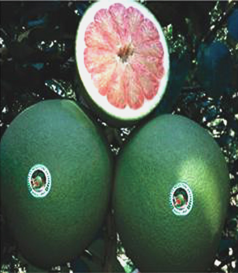 Khanh Vinh green skin grapefruits