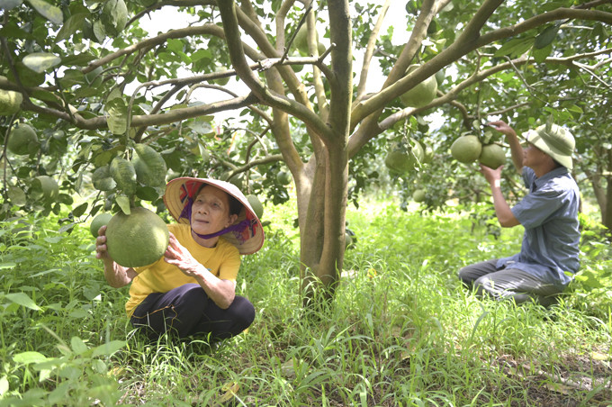 A VietGAP grapefruit garden in Khanh Phu commune, Khanh Vinh district