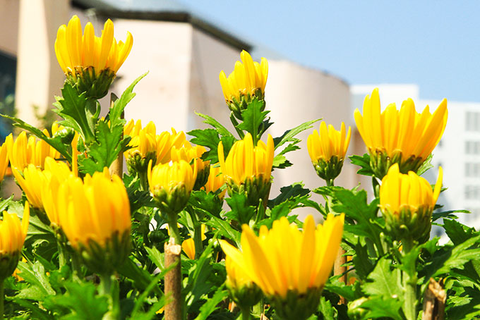 Diên Khánh: Đầu tư gần 2 tỷ đồng chỉnh trang đô thị