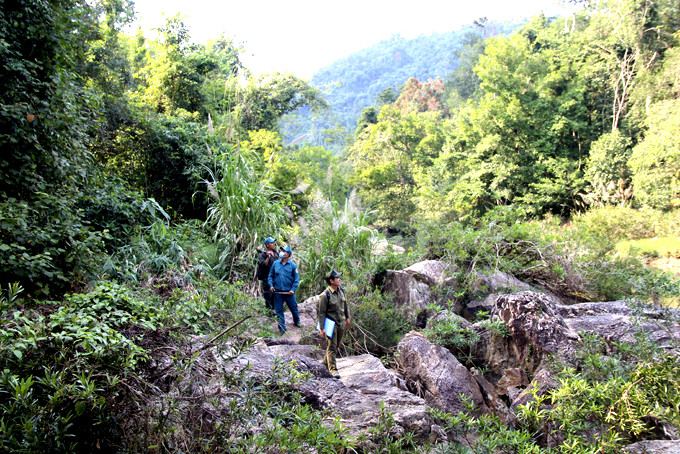 Lực lượng bảo vệ rừng của Công ty Lâm nghiệp Trầm Hương tuần tra, bảo vệ rừng thượng nguồn sông Chò. Ảnh: THIỆN TÂM