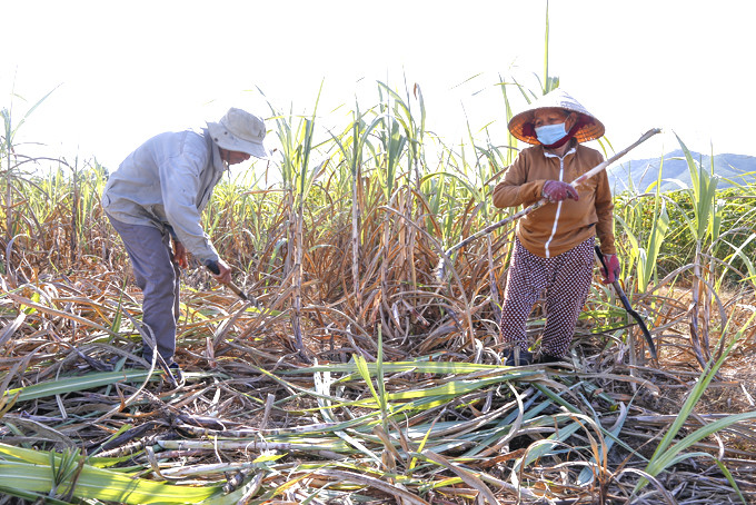 Farmers in Ninh Hoa harvesting sugarcane