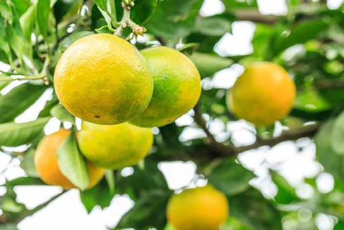 Những tác dụng trị bệnh bất ngờ từ cam