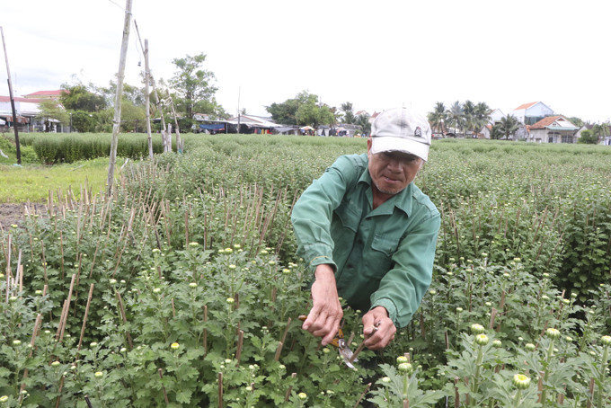Người trồng hoa cúc ở phường Ninh Giang  cắt ngắn cọc cắm, chuẩn bị giao hoa cho thương lái.