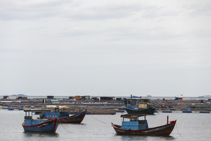  Bè nuôi hàu mọc san sát  khu vực biển Vạn Giã  gây cản trở việc lưu thông của phương tiện thủy.