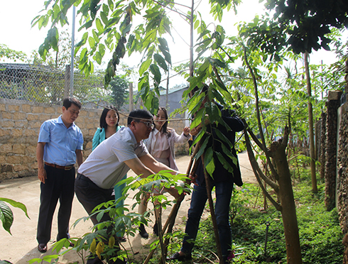Lãnh đạo Báo Khánh Hòa và Công ty TNHH MTV Thương mại Hải Yến Nha Trang kiểm tra sinh trưởng của cây hoa anh đào trồng tại xã Sơn Trung