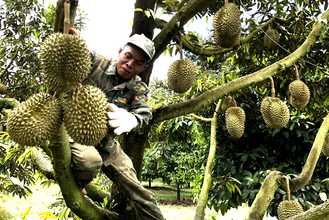 Durian is main crop of Khanh Son district.