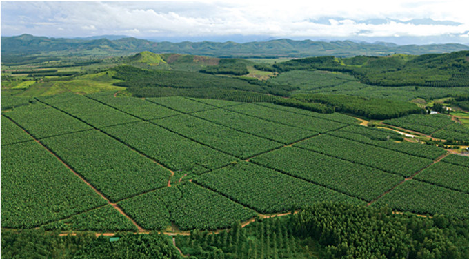 KDGA “xanh hóa” hơn 300ha huyện Krông Pắc.