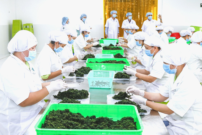 Chế biến rong nho đạt tiêu chuẩn xuất khẩu tại thị xã Ninh Hòa.