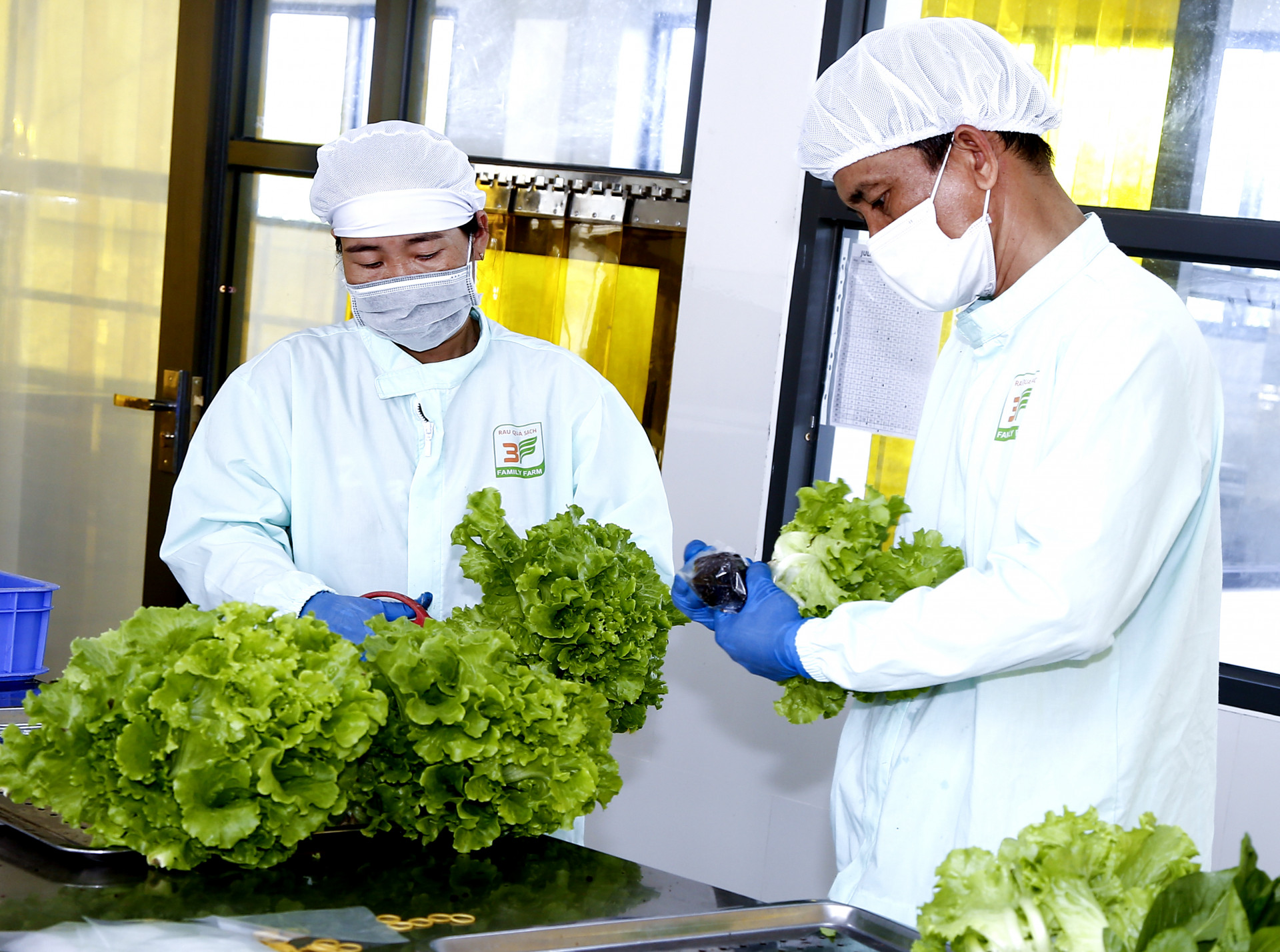 Sản xuất rau đạt  tiêu chuẩn Global GAP tại  huyện Diên Khánh. 