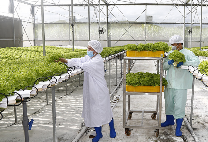 Vườn rau đạt chuẩn GLOBALGAP của Công ty Cổ phần Thực phẩm Biển Việt ở xã Diên Đồng, huyện Diên Khánh.