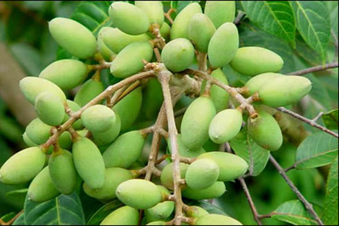 Trám trắng (trám xanh).