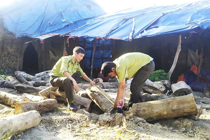 Lực lượng kiểm lâm kiểm tra, đo đạc gỗ  tại lò than ở thôn Đắc Lộc, xã Vĩnh Phương.