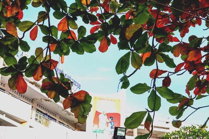 <p style= "text-align: justify; ">Tán lá bàng trong khuôn viên Nhà Thiếu nhi tỉnh.<br><br></p>