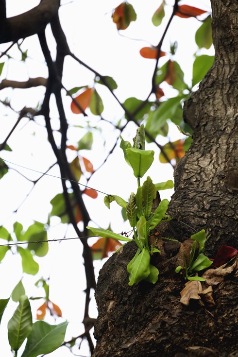 <p style= "text-align: justify; ">Trên những thân cây đã xuất hiện những chồi non để nối tiếp vòng tuần hoàn của sự sống.</p>