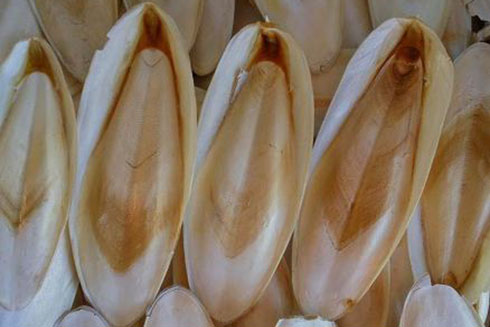 Mai mực có tác dụng chữa viêm loét dạ dày, tá tràng.