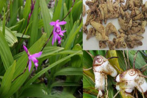 Cây và vị thuốc bạch cập