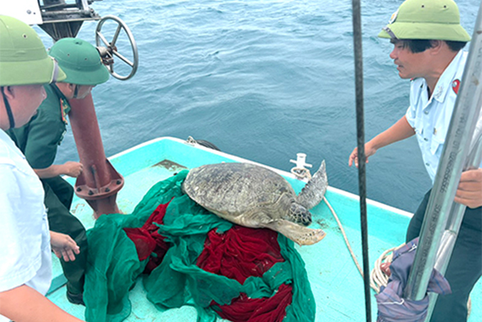 Chelonia mydas released into wild