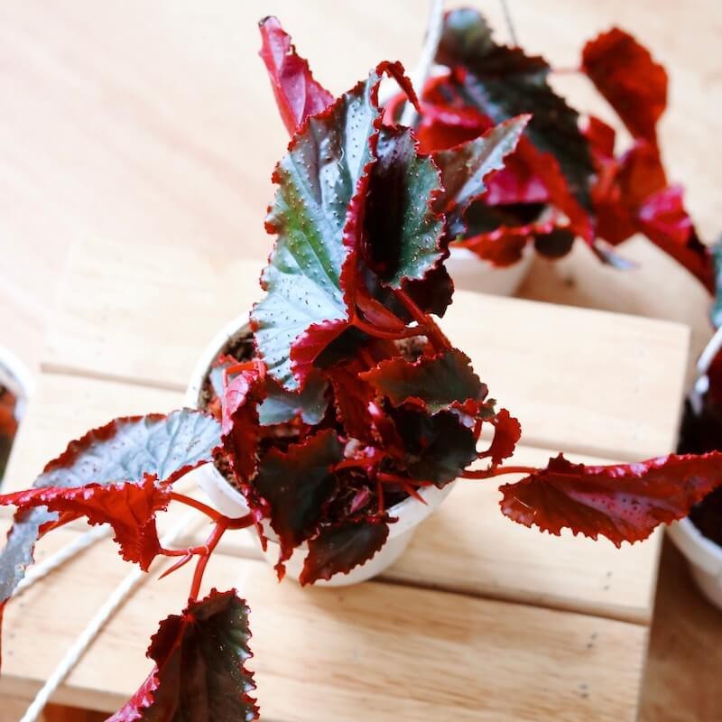 6 loại cây leo vừa dễ trồng vừa tạo cảm giác mát mẻ