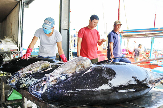 Doanh nghiệp thu mua cá ngừ đại dương tại cảng Hòn Rớ. 