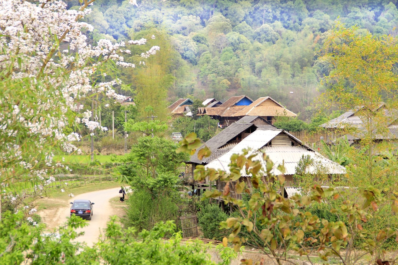 Từ năm 2014, tỉnh Điện Biên đã tổ chức thường niên Lễ hội hoa ban vào dịp tháng 3 – mùa ban nở.