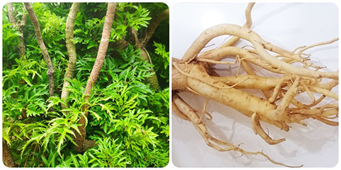 Rễ đinh lăng nấu nước uống có tác dụng gì?