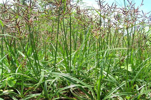 Hương phụ - loại thuốc thiên nhiên vô cùng tốt cho phụ nữ