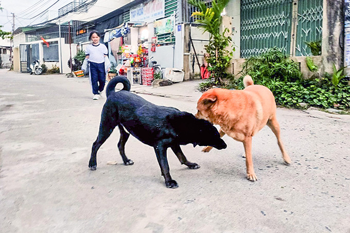 Không khó để bắt gặp cảnh chó thả rông  không rọ mõm ở ngoài đường phố.