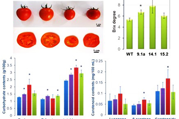 Sự khác biệt về hình thái quả và các thông số sinh hóa của dòng cà chua đối chứng (WT) so với các dòng cà chua chỉnh sửa gen 
