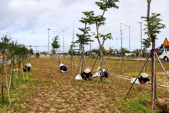 Công nhân nhổ cỏ khu vực trồng cây xanh đường Võ Nguyên Giáp.