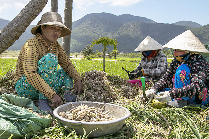 Nông dân xã Ninh Phước (thị xã Ninh Hòa) thu hoạch tỏi.
