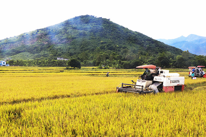 Người dân  xã Diên Điền  thu hoạch lúa. 