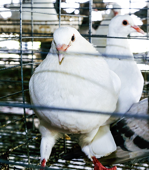 Hiệu quả kinh tế từ mô hình nuôi chim bồ câu nhốt chuồng  Báo Đắk Lắk điện  tử