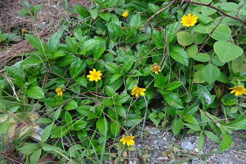 Cây sài đất: Thảo dược quý trị rôm sảy, viêm da vào mùa nắng nóng