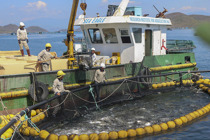 Thu hoạch cá chim vây vàng thương phẩm tại Trung tâm  Nuôi biển công nghệ cao (Viện Nghiên cứu nuôi trồng thủy sản I).