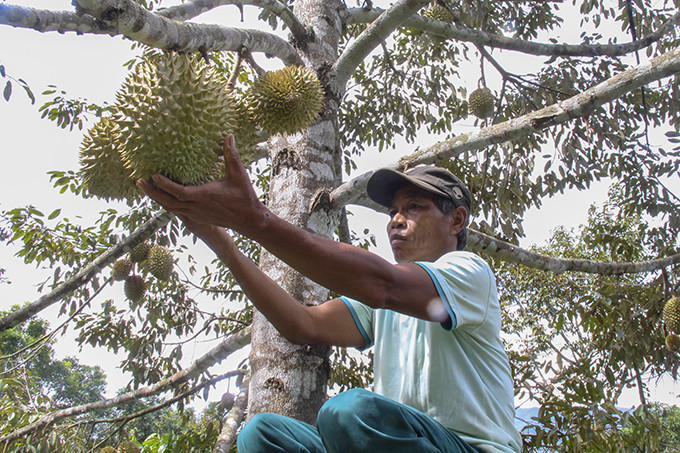Thu nhập của đồng bào dân tộc thiểu số ở Khánh Sơn được nâng cao nhờ trồng cây sầu riêng.