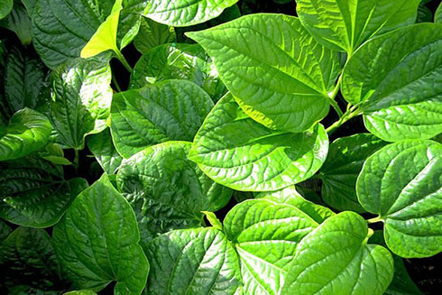 Hướng dẫn cách khắc phục chứng ra mồ hôi tay chân bằng lá lốt