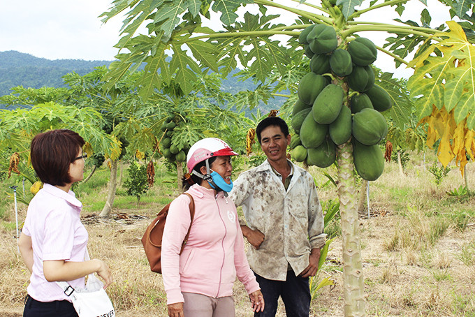 Chính sách cho vay vốn ưu đãi đã giúp nhiều  hộ nghèo ở huyện  Diên Khánh đầu tư  phát triển kinh tế.