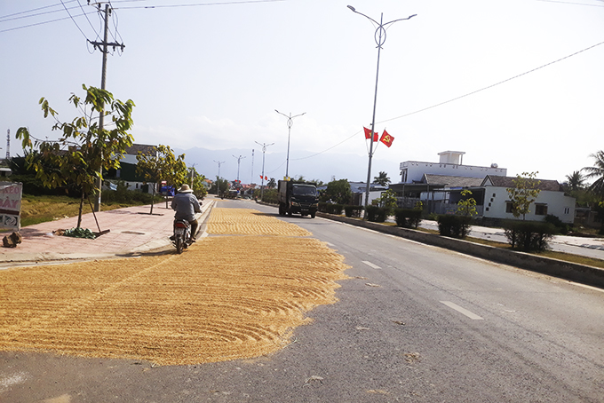 Phơi lúa trên đường
