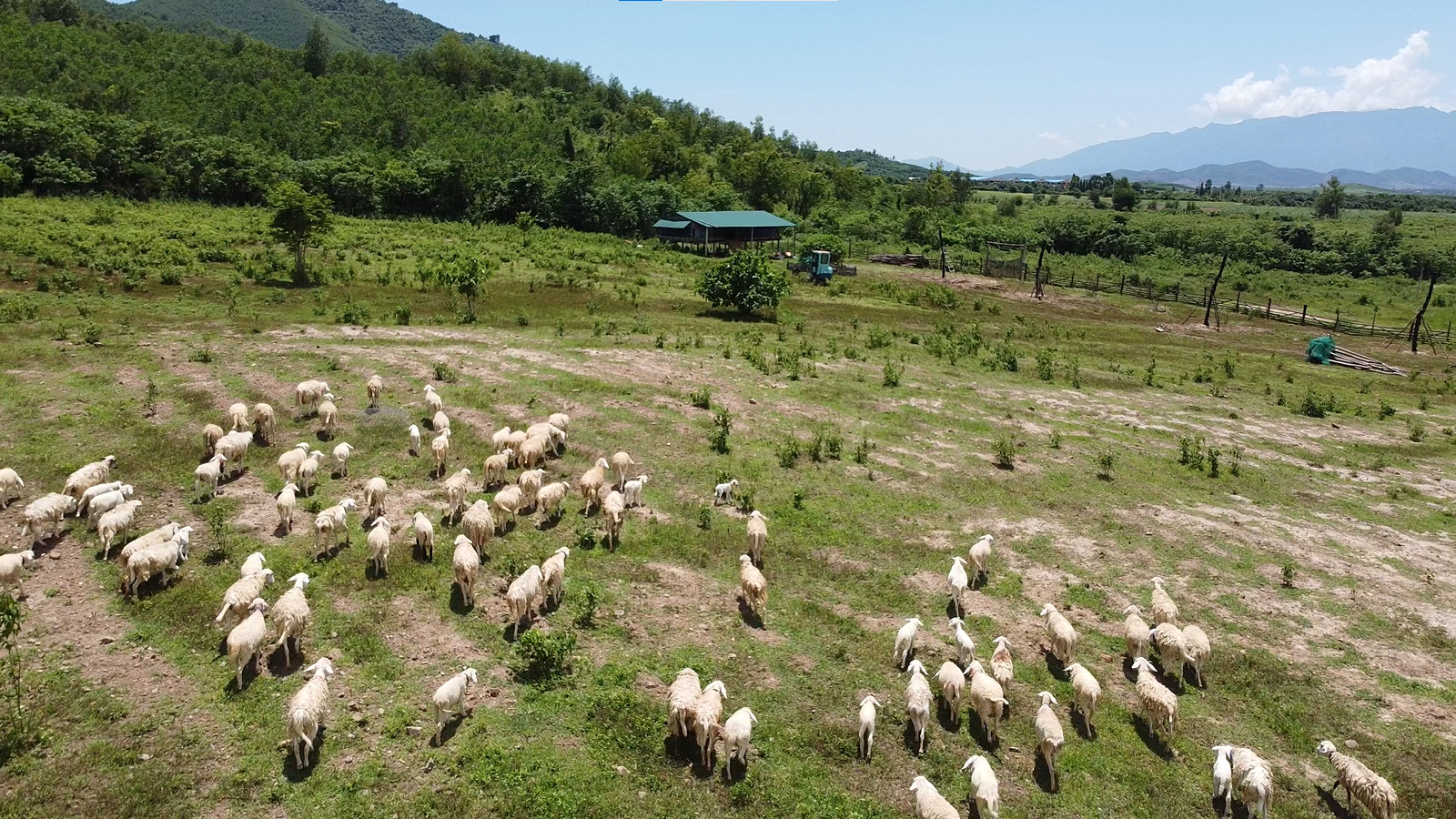 Đàn cừu trên vùng trang trại xã Ninh Thượng (thị xã Ninh Hòa).