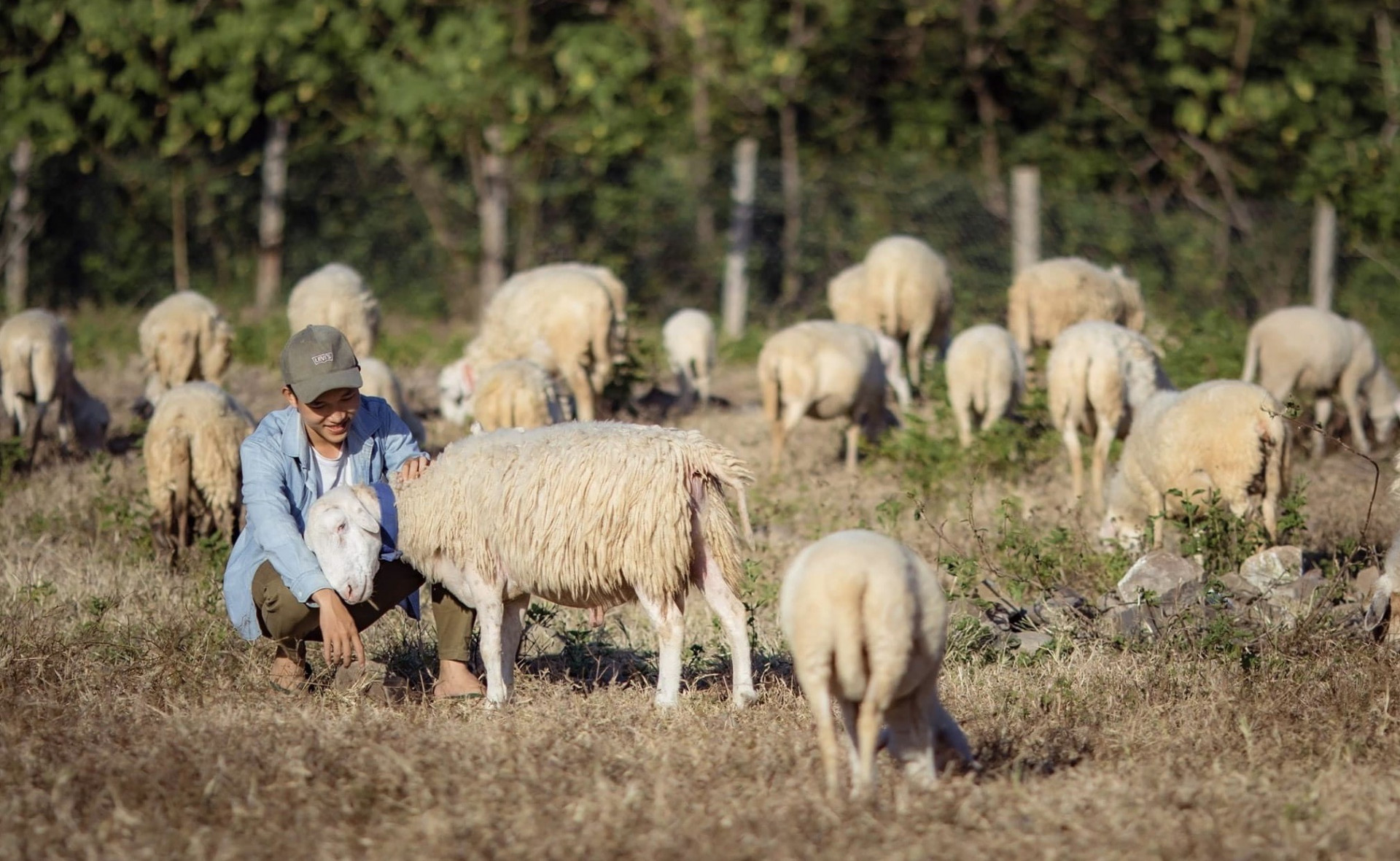 Đàn cừu dễ nuôi và phát triển tốt ở xã Ninh Thượng.